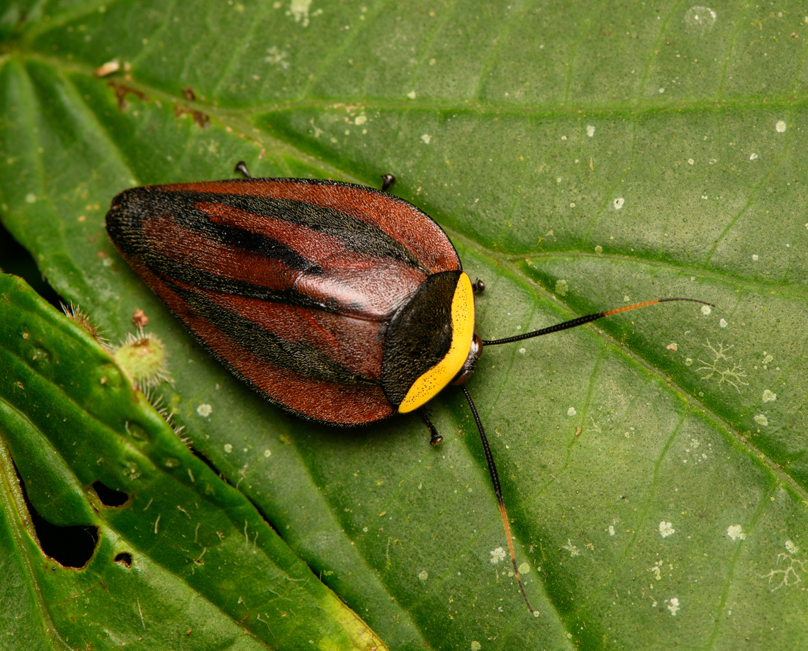 Rochaina metae, La Isla Escondida, Colombia <figure class="photo"><a href="https://www.jungledragon.com/image/165972/rochaina_metae_-_frontal_la_isla_escondida_colombia.html" title="Rochaina metae - frontal, La Isla Escondida, Colombia"><img src="https://s3.amazonaws.com/media.jungledragon.com/images/2/165972_thumb.jpg?AWSAccessKeyId=05GMT0V3GWVNE7GGM1R2&Expires=1767225610&Signature=GizXAi46rqCpienN0%2BqxRkk%2F1%2BI%3D" width="200" height="176" alt="Rochaina metae - frontal, La Isla Escondida, Colombia https://www.jungledragon.com/image/165973/rochaina_metae_la_isla_escondida_colombia.html Colombia,Colombia 2024,Fall,Geotagged,La Isla Escondida,Rochaina metae,South America,World" /></a></figure> Colombia,Colombia 2024,Fall,Geotagged,La Isla Escondida,Rochaina metae,South America,World