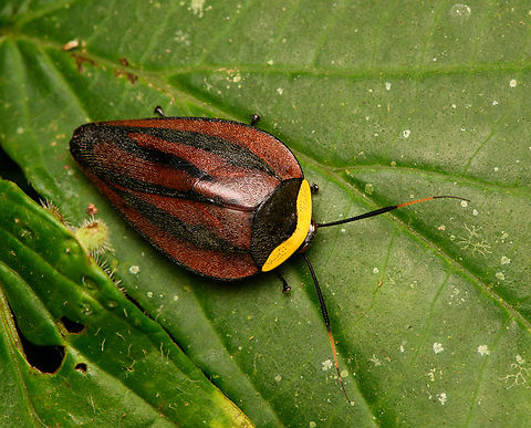 Rochaina metae, La Isla Escondida, Colombia https://www.jungledragon.com/image/165972/rochaina_metae_-_frontal_la_isla_escondida_colombia.html Colombia,Colombia 2024,Fall,Geotagged,La Isla Escondida,Rochaina metae,South America,World