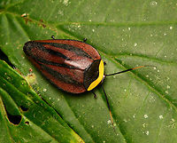 Rochaina metae, La Isla Escondida, Colombia https://www.jungledragon.com/image/165972/rochaina_metae_-_frontal_la_isla_escondida_colombia.html Colombia,Colombia 2024,Fall,Geotagged,La Isla Escondida,Rochaina metae,South America,World
