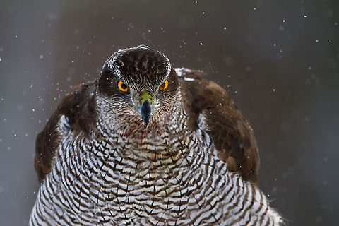 The staring game Epic closeup of a Northern Goshawk, captured by @Henrik Just Accipiter gentilis,Birds,Eyes,Hawk,Northern Goshawk