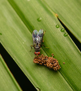 Fly feeding, La Isla Escondida, Colombia  Colombia,Colombia 2024,Fall,Geotagged,La Isla Escondida,South America,World