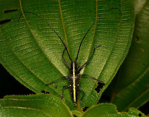 Taeniotes scalatus, La Isla Escondida, Colombia https://www.jungledragon.com/image/166052/taeniotes_scalatus_-_side_view_la_isla_escondida_colombia.html Colombia,Colombia 2024,Fall,Geotagged,La Isla Escondida,South America,Taeniotes scalatus,World