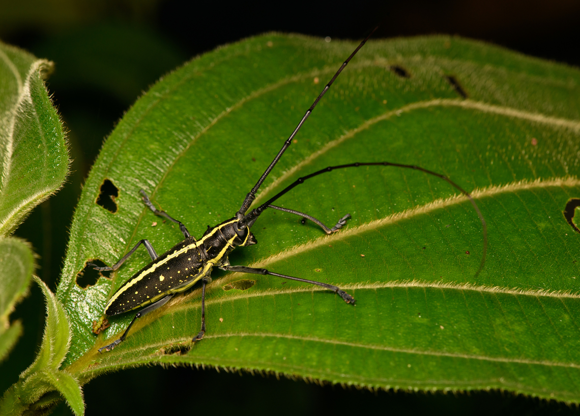 Taeniotes scalatus - side view, La Isla Escondida, Colombia <figure class="photo"><a href="https://www.jungledragon.com/image/166051/taeniotes_scalatus_la_isla_escondida_colombia.html" title="Taeniotes scalatus, La Isla Escondida, Colombia"><img src="https://s3.amazonaws.com/media.jungledragon.com/images/2/166051_thumb.jpg?AWSAccessKeyId=05GMT0V3GWVNE7GGM1R2&Expires=1759968010&Signature=xCwu0kRSj5HYwGV0oa%2FRsfHRkqc%3D" width="200" height="158" alt="Taeniotes scalatus, La Isla Escondida, Colombia https://www.jungledragon.com/image/166052/taeniotes_scalatus_-_side_view_la_isla_escondida_colombia.html Colombia,Colombia 2024,Fall,Geotagged,La Isla Escondida,South America,Taeniotes scalatus,World" /></a></figure> Colombia,Colombia 2024,Fall,Geotagged,La Isla Escondida,South America,Taeniotes scalatus,World