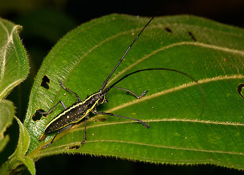 Taeniotes scalatus - side view, La Isla Escondida, Colombia https://www.jungledragon.com/image/166051/taeniotes_scalatus_la_isla_escondida_colombia.html Colombia,Colombia 2024,Fall,Geotagged,La Isla Escondida,South America,Taeniotes scalatus,World