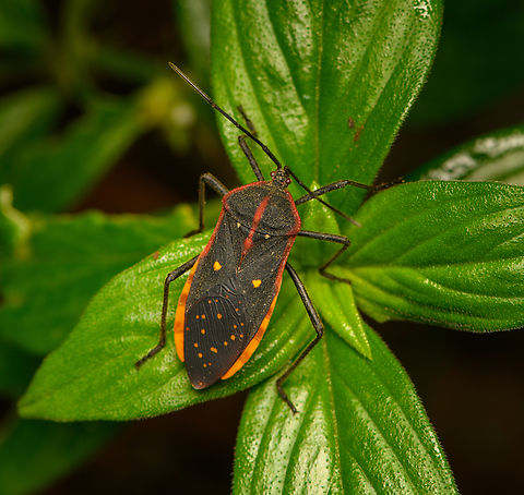 Sephina nigripes, La Isla Escondida, Colombia A pretty obscure leaf-footed bug. Colombia,Colombia 2024,Fall,Geotagged,La Isla Escondida,Sephina nigripes,South America,World