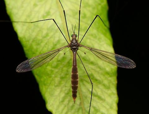 Crane fly, La Isla Escondida, Colombia With a leg missing. Colombia,Colombia 2024,Fall,Geotagged,La Isla Escondida,South America,World