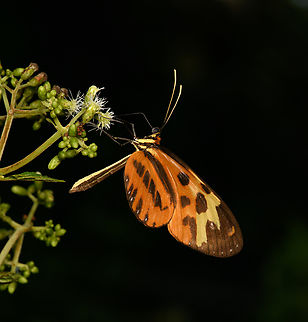 Mechanitis polymnia, La Isla Escondida, Colombia Tentative ID. Colombia,Colombia 2024,Disturbed Tigerwing,Fall,Geotagged,La Isla Escondida,Mechanitis polymnia,South America,World