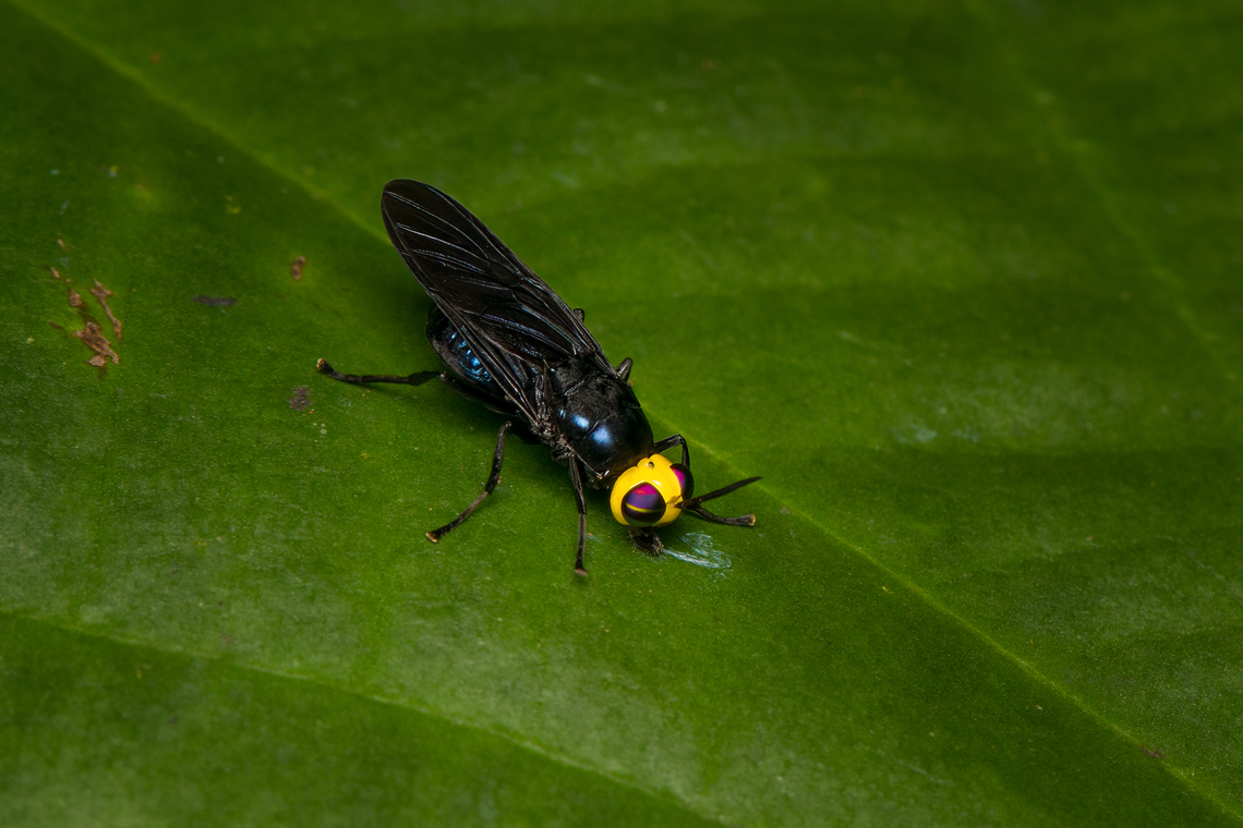 Yellow-headed soldier fly (Cyphomyia sp.), La Isla Escondida, Colombia Well hidden detail are the horns at the end of their thorax, only visible when zooming in. Colombia,Colombia 2024,Fall,Geotagged,La Isla Escondida,South America,World