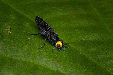 Yellow-headed soldier fly (Cyphomyia sp.), La Isla Escondida, Colombia Well hidden detail are the horns at the end of their thorax, only visible when zooming in. Colombia,Colombia 2024,Fall,Geotagged,La Isla Escondida,South America,World