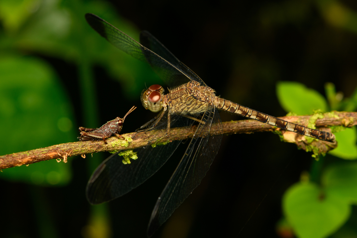 Uracis imbuta meeting young grasshopper, La Isla Escondida, Colombia Surprisingly peaceful meeting between a Tropical Skimmer and a juvenile grasshopper. Colombia,Colombia 2024,Fall,Geotagged,La Isla Escondida,South America,Tropical Woodskimmer,Uracis imbuta,World
