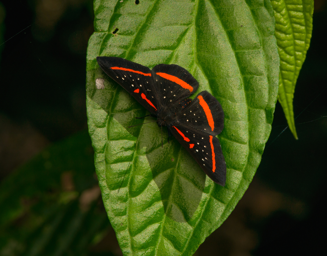 Amarynthis meneria, La Isla Escondida, Colombia  Amarynthis meneria,Colombia,Colombia 2024,Fall,Geotagged,La Isla Escondida,Red-barred Amarynthis,South America,World