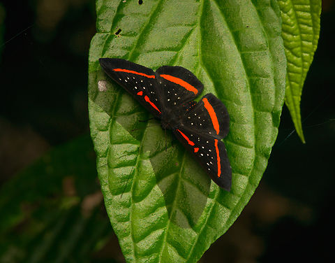 Amarynthis meneria, La Isla Escondida, Colombia  Amarynthis meneria,Colombia,Colombia 2024,Fall,Geotagged,La Isla Escondida,Red-barred Amarynthis,South America,World