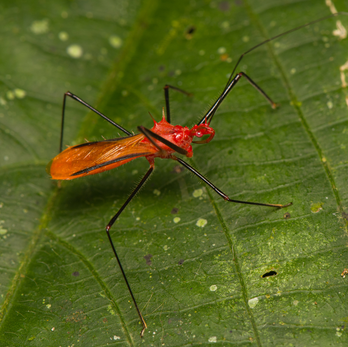 Ricolla quadrispinosa, La Isla Escondida, Colombia  Colombia,Colombia 2024,Fall,Geotagged,La Isla Escondida,Ricolla quadrispinosa,South America,World
