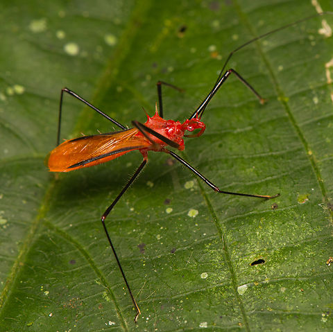 Ricolla quadrispinosa, La Isla Escondida, Colombia  Colombia,Colombia 2024,Fall,Geotagged,La Isla Escondida,Ricolla quadrispinosa,South America,World