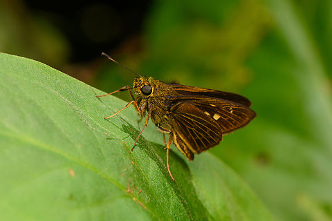 Vehilius stictomenes, La Isla Escondida, Colombia This is very likely one of the subspecies of Vehilius stictomenes. Colombia,Colombia 2024,Fall,Geotagged,La Isla Escondida,Pasture Skipper,South America,Vehilius stictomenes,World