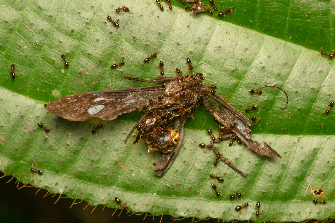 Flower ants feeding, La Isla Escondida, Colombia Flower ants scavenging the remains of a moth. Bicolored trailing ant,Colombia,Colombia 2024,Fall,Geotagged,La Isla Escondida,Monomorium floricola,South America,World