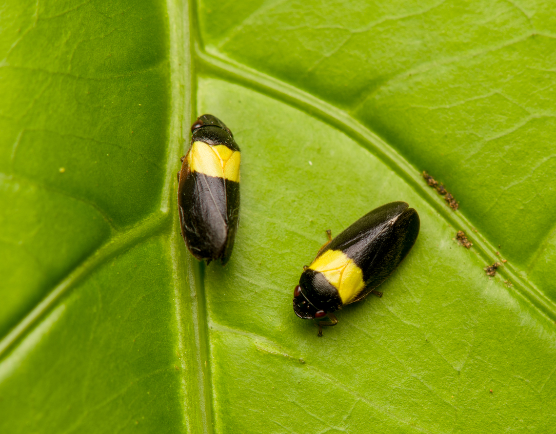 Zuata transita, La Isla Escondida, Colombia  Colombia,Colombia 2024,Fall,Geotagged,La Isla Escondida,South America,World,Zuata transita