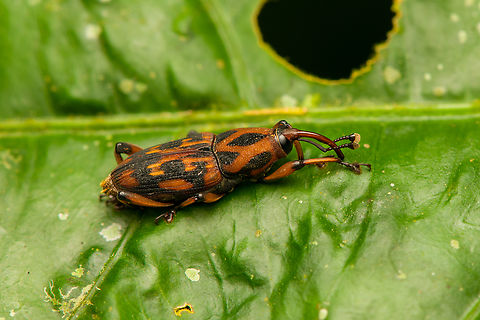 Metamasius hemipterus, La Isla Escondida, Colombia  Colombia,Colombia 2024,Fall,Geotagged,La Isla Escondida,Metamasius hemipterus,South America,World