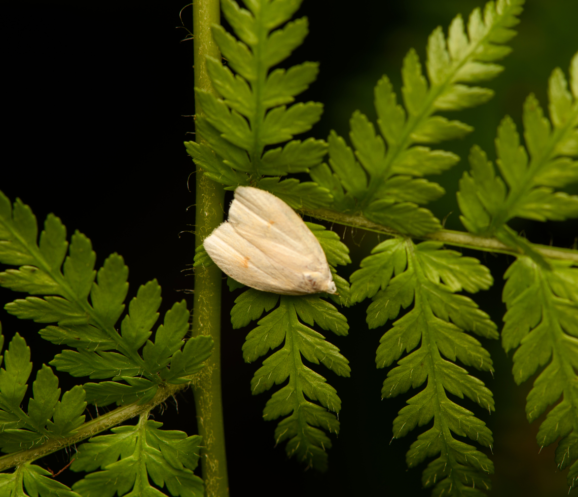 Tortricoidea? La Isla Escondida, Colombia  Colombia,Colombia 2024,Fall,Geotagged,La Isla Escondida,South America,World