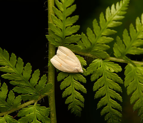 Tortricoidea? La Isla Escondida, Colombia  Colombia,Colombia 2024,Fall,Geotagged,La Isla Escondida,South America,World