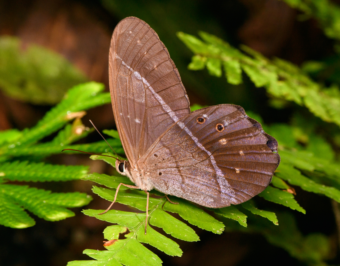 Lena pierella, La Isla Escondida, Colombia  Colombia,Colombia 2024,Fall,Geotagged,La Isla Escondida,Lena pierella,Pierella lena,South America,World