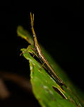 Omura congrua (male), La Isla Escondida, Colombia This is the male. Check out the incredible female:<br />
https://www.jungledragon.com/image/166132/omura_congrua_female_la_isla_escondida_colombia.html Colombia,Colombia 2024,Fall,Geotagged,La Isla Escondida,Omura congrua,South America,World