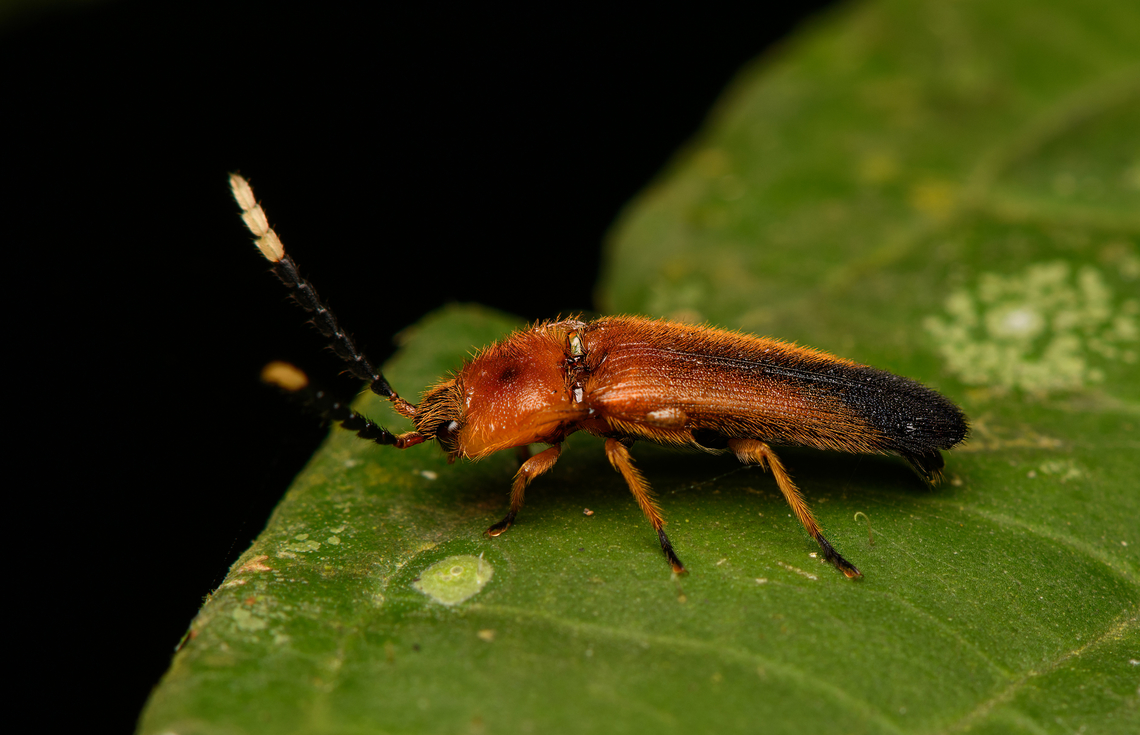 Hairy click beetle, La Isla Escondida, Colombia  Colombia,Colombia 2024,Fall,Geotagged,La Isla Escondida,South America,World