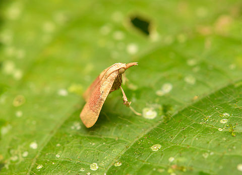 Chrysauginae?, La Isla Escondida, Colombia  Colombia,Colombia 2024,Fall,Geotagged,La Isla Escondida,South America,World