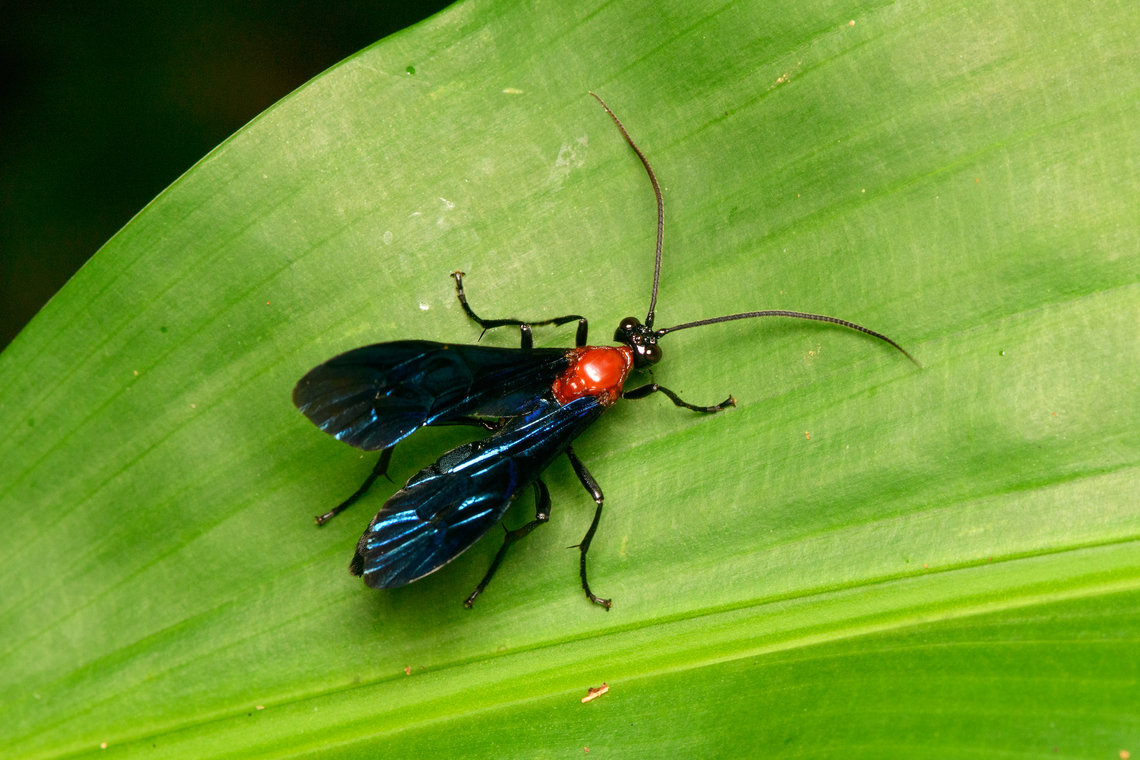 Braconidae wasp, La Isla Escondida, Colombia  Colombia,Colombia 2024,Fall,Geotagged,La Isla Escondida,South America,World