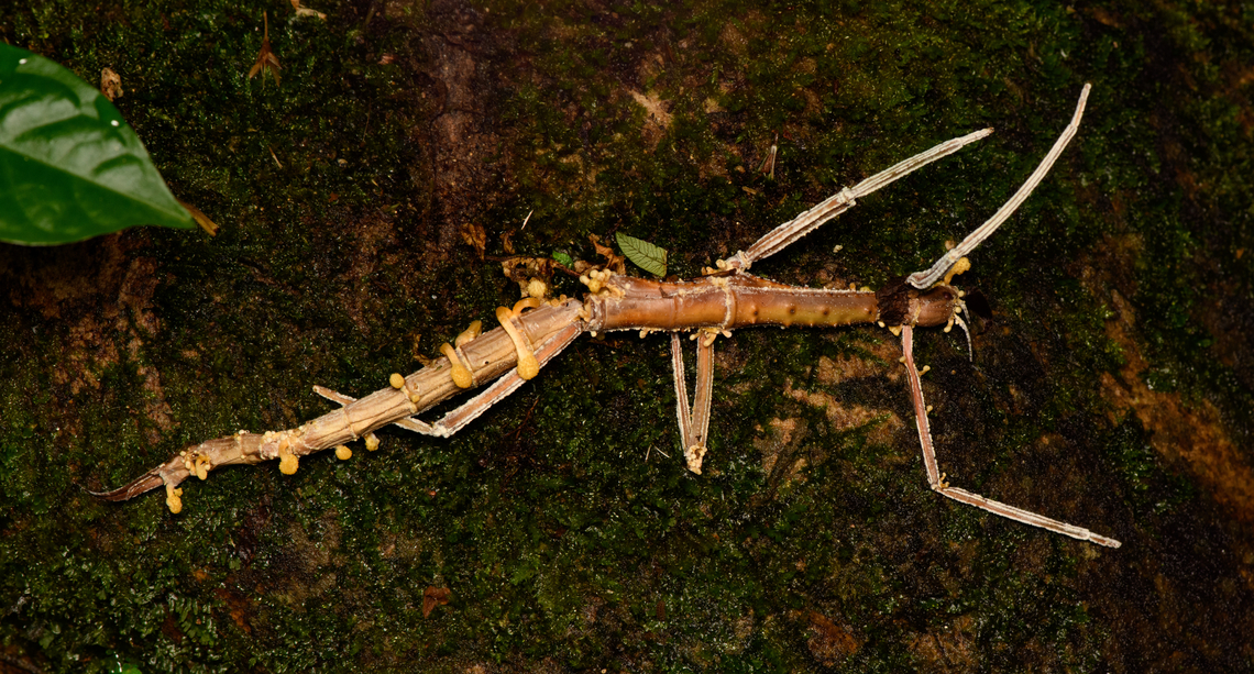 Beauveria diapheromeriphila, La Isla Escondida, Colombia A species of parasitic fungus that seems to exclusively target stick insects. Beauveria diapheromeriphila,Colombia,Colombia 2024,Cordyceps diapheromeriphila,Fall,Geotagged,La Isla Escondida,South America,World