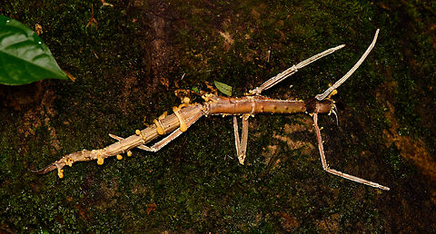 Beauveria diapheromeriphila, La Isla Escondida, Colombia A species of parasitic fungus that seems to exclusively target stick insects. Beauveria diapheromeriphila,Colombia,Colombia 2024,Cordyceps diapheromeriphila,Fall,Geotagged,La Isla Escondida,South America,World