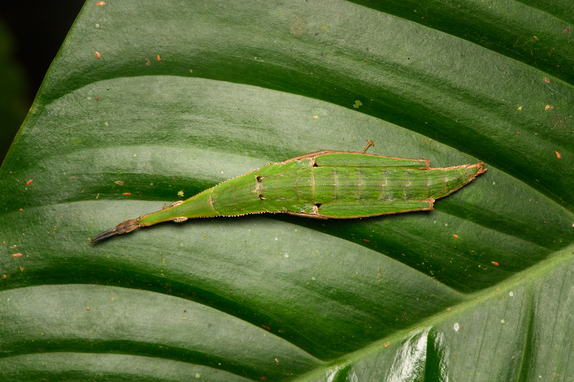 Omura congrua (female), La Isla Escondida, Colombia <figure class="photo"><a href="https://www.jungledragon.com/image/166133/omura_congrua_female_la_isla_escondida_colombia.html" title="Omura congrua (female), La Isla Escondida, Colombia"><img src="https://s3.amazonaws.com/media.jungledragon.com/images/2/166133_thumb.jpg?AWSAccessKeyId=05GMT0V3GWVNE7GGM1R2&Expires=1759968010&Signature=T2IqWiZwuFc6KshYi0hBz71xGkk%3D" width="200" height="96" alt="Omura congrua (female), La Isla Escondida, Colombia https://www.jungledragon.com/image/166132/omura_congrua_female_la_isla_escondida_colombia.html<br />
Superb camouflage on this female. Here is the male:<br />
<br />
https://www.jungledragon.com/image/166127/omura_congrua_male_la_isla_escondida_colombia.html Colombia,Colombia 2024,Fall,Gaudy Grasshopper,Geotagged,La Isla Escondida,Omura congrua,South America,World" /></a></figure><br />
Superb camouflage on this female. Here is the male:<br />
<br />
<figure class="photo"><a href="https://www.jungledragon.com/image/166127/omura_congrua_male_la_isla_escondida_colombia.html" title="Omura congrua (male), La Isla Escondida, Colombia"><img src="https://s3.amazonaws.com/media.jungledragon.com/images/2/166127_thumb.jpg?AWSAccessKeyId=05GMT0V3GWVNE7GGM1R2&Expires=1759968010&Signature=G1C5phFlR1dP%2FBwxiXHJPYCZ7zc%3D" width="120" height="152" alt="Omura congrua (male), La Isla Escondida, Colombia This is the male. Check out the incredible female:<br />
https://www.jungledragon.com/image/166132/omura_congrua_female_la_isla_escondida_colombia.html Colombia,Colombia 2024,Fall,Geotagged,La Isla Escondida,Omura congrua,South America,World" /></a></figure> Colombia,Colombia 2024,Fall,Gaudy Grasshopper,Geotagged,La Isla Escondida,Omura congrua,South America,World