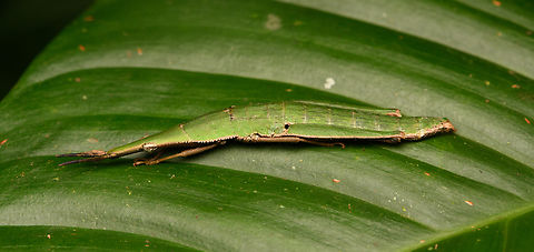 Omura congrua (female), La Isla Escondida, Colombia https://www.jungledragon.com/image/166132/omura_congrua_female_la_isla_escondida_colombia.html
Superb camouflage on this female. Here is the male:

https://www.jungledragon.com/image/166127/omura_congrua_male_la_isla_escondida_colombia.html Colombia,Colombia 2024,Fall,Gaudy Grasshopper,Geotagged,La Isla Escondida,Omura congrua,South America,World