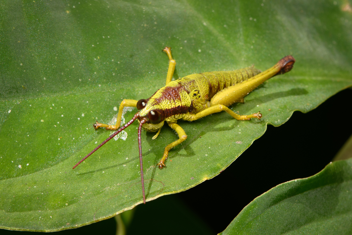 Ommatolampis quadrimaculata, La Isla Escondida, Colombia  Colombia,Colombia 2024,Fall,Geotagged,La Isla Escondida,Ommatolampis quadrimaculata,South America,World