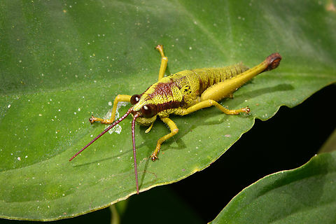 Ommatolampis quadrimaculata