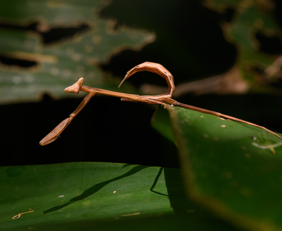 Oxyopsis rubicunda, La Isla Escondida, Colombia Happy 2025!<br />
<figure class="photo"><a href="https://www.jungledragon.com/image/166164/oxyopsis_rubicunda_2_la_isla_escondida_colombia.html" title="Oxyopsis rubicunda #2, La Isla Escondida, Colombia"><img src="https://s3.amazonaws.com/media.jungledragon.com/images/2/166164_thumb.jpg?AWSAccessKeyId=05GMT0V3GWVNE7GGM1R2&Expires=1759968010&Signature=ldcgOCx%2BlZqo9aluD4FeEudTtVc%3D" width="200" height="190" alt="Oxyopsis rubicunda #2, La Isla Escondida, Colombia https://www.jungledragon.com/image/166163/oxyopsis_rubicunda_la_isla_escondida_colombia.html<br />
https://www.jungledragon.com/image/166165/oxyopsis_rubicunda_3_la_isla_escondida_colombia.html Colombia,Colombia 2024,Fall,Geotagged,La Isla Escondida,Oxyopsis rubicunda,South America,World" /></a></figure><br />
<figure class="photo"><a href="https://www.jungledragon.com/image/166165/oxyopsis_rubicunda_3_la_isla_escondida_colombia.html" title="Oxyopsis rubicunda #3, La Isla Escondida, Colombia"><img src="https://s3.amazonaws.com/media.jungledragon.com/images/2/166165_thumb.jpg?AWSAccessKeyId=05GMT0V3GWVNE7GGM1R2&Expires=1759968010&Signature=IWWY3yReBJlJ1q69m%2BJ%2FsSX5GmE%3D" width="200" height="122" alt="Oxyopsis rubicunda #3, La Isla Escondida, Colombia https://www.jungledragon.com/image/166163/oxyopsis_rubicunda_la_isla_escondida_colombia.html<br />
https://www.jungledragon.com/image/166164/oxyopsis_rubicunda_2_la_isla_escondida_colombia.html Colombia,Colombia 2024,Fall,Geotagged,La Isla Escondida,Oxyopsis rubicunda,South America,World" /></a></figure> Colombia,Colombia 2024,Fall,Geotagged,La Isla Escondida,Oxyopsis rubicunda,South America,World