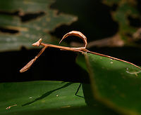 Oxyopsis rubicunda, La Isla Escondida, Colombia Happy 2025!<br />
https://www.jungledragon.com/image/166164/oxyopsis_rubicunda_2_la_isla_escondida_colombia.html<br />
https://www.jungledragon.com/image/166165/oxyopsis_rubicunda_3_la_isla_escondida_colombia.html Colombia,Colombia 2024,Fall,Geotagged,La Isla Escondida,Oxyopsis rubicunda,South America,World