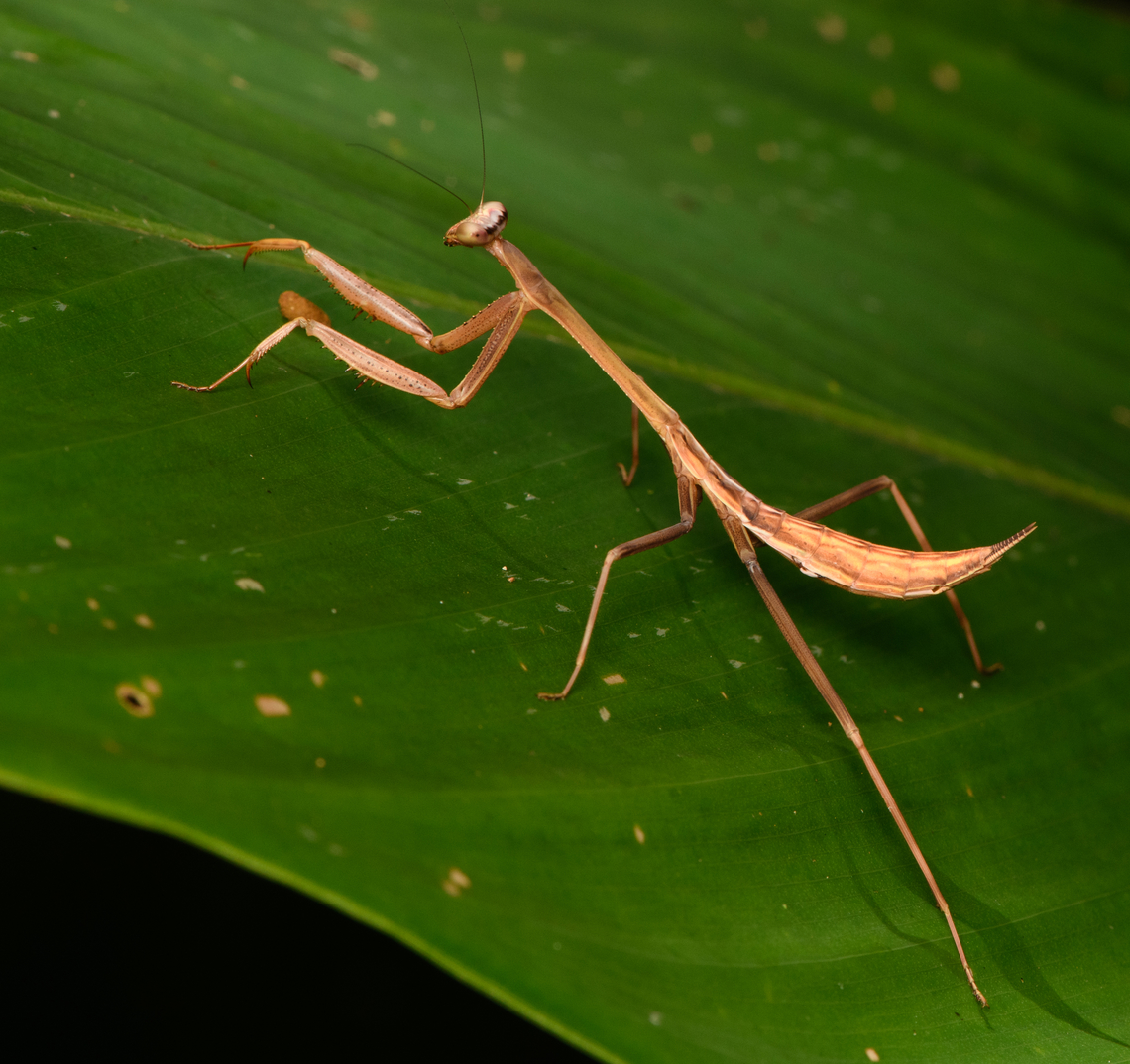 Oxyopsis rubicunda #2, La Isla Escondida, Colombia <figure class="photo"><a href="https://www.jungledragon.com/image/166163/oxyopsis_rubicunda_la_isla_escondida_colombia.html" title="Oxyopsis rubicunda, La Isla Escondida, Colombia"><img src="https://s3.amazonaws.com/media.jungledragon.com/images/2/166163_thumb.jpg?AWSAccessKeyId=05GMT0V3GWVNE7GGM1R2&Expires=1769040010&Signature=UdfPJxdZQq11Ljy1e7lKtSDSqS0%3D" width="200" height="164" alt="Oxyopsis rubicunda, La Isla Escondida, Colombia Happy 2025!<br />
https://www.jungledragon.com/image/166164/oxyopsis_rubicunda_2_la_isla_escondida_colombia.html<br />
https://www.jungledragon.com/image/166165/oxyopsis_rubicunda_3_la_isla_escondida_colombia.html Colombia,Colombia 2024,Fall,Geotagged,La Isla Escondida,Oxyopsis rubicunda,South America,World" /></a></figure><br />
<figure class="photo"><a href="https://www.jungledragon.com/image/166165/oxyopsis_rubicunda_3_la_isla_escondida_colombia.html" title="Oxyopsis rubicunda #3, La Isla Escondida, Colombia"><img src="https://s3.amazonaws.com/media.jungledragon.com/images/2/166165_thumb.jpg?AWSAccessKeyId=05GMT0V3GWVNE7GGM1R2&Expires=1769040010&Signature=sVi4YWAJ49C66Wq%2Ba6bZHXPgUxg%3D" width="200" height="122" alt="Oxyopsis rubicunda #3, La Isla Escondida, Colombia https://www.jungledragon.com/image/166163/oxyopsis_rubicunda_la_isla_escondida_colombia.html<br />
https://www.jungledragon.com/image/166164/oxyopsis_rubicunda_2_la_isla_escondida_colombia.html Colombia,Colombia 2024,Fall,Geotagged,La Isla Escondida,Oxyopsis rubicunda,South America,World" /></a></figure> Colombia,Colombia 2024,Fall,Geotagged,La Isla Escondida,Oxyopsis rubicunda,South America,World