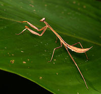 Oxyopsis rubicunda #2, La Isla Escondida, Colombia https://www.jungledragon.com/image/166163/oxyopsis_rubicunda_la_isla_escondida_colombia.html<br />
https://www.jungledragon.com/image/166165/oxyopsis_rubicunda_3_la_isla_escondida_colombia.html Colombia,Colombia 2024,Fall,Geotagged,La Isla Escondida,Oxyopsis rubicunda,South America,World