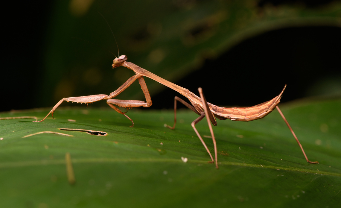 Oxyopsis rubicunda #3, La Isla Escondida, Colombia <figure class="photo"><a href="https://www.jungledragon.com/image/166163/oxyopsis_rubicunda_la_isla_escondida_colombia.html" title="Oxyopsis rubicunda, La Isla Escondida, Colombia"><img src="https://s3.amazonaws.com/media.jungledragon.com/images/2/166163_thumb.jpg?AWSAccessKeyId=05GMT0V3GWVNE7GGM1R2&Expires=1769040010&Signature=UdfPJxdZQq11Ljy1e7lKtSDSqS0%3D" width="200" height="164" alt="Oxyopsis rubicunda, La Isla Escondida, Colombia Happy 2025!<br />
https://www.jungledragon.com/image/166164/oxyopsis_rubicunda_2_la_isla_escondida_colombia.html<br />
https://www.jungledragon.com/image/166165/oxyopsis_rubicunda_3_la_isla_escondida_colombia.html Colombia,Colombia 2024,Fall,Geotagged,La Isla Escondida,Oxyopsis rubicunda,South America,World" /></a></figure><br />
<figure class="photo"><a href="https://www.jungledragon.com/image/166164/oxyopsis_rubicunda_2_la_isla_escondida_colombia.html" title="Oxyopsis rubicunda #2, La Isla Escondida, Colombia"><img src="https://s3.amazonaws.com/media.jungledragon.com/images/2/166164_thumb.jpg?AWSAccessKeyId=05GMT0V3GWVNE7GGM1R2&Expires=1769040010&Signature=GGGNvlptmGbK%2BTZaFhjaOAd9hUs%3D" width="200" height="190" alt="Oxyopsis rubicunda #2, La Isla Escondida, Colombia https://www.jungledragon.com/image/166163/oxyopsis_rubicunda_la_isla_escondida_colombia.html<br />
https://www.jungledragon.com/image/166165/oxyopsis_rubicunda_3_la_isla_escondida_colombia.html Colombia,Colombia 2024,Fall,Geotagged,La Isla Escondida,Oxyopsis rubicunda,South America,World" /></a></figure> Colombia,Colombia 2024,Fall,Geotagged,La Isla Escondida,Oxyopsis rubicunda,South America,World