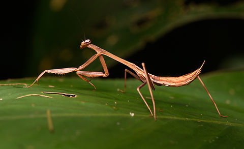 Oxyopsis rubicunda #3, La Isla Escondida, Colombia https://www.jungledragon.com/image/166163/oxyopsis_rubicunda_la_isla_escondida_colombia.html
https://www.jungledragon.com/image/166164/oxyopsis_rubicunda_2_la_isla_escondida_colombia.html Colombia,Colombia 2024,Fall,Geotagged,La Isla Escondida,Oxyopsis rubicunda,South America,World