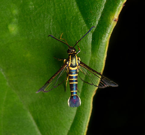 Clearwing moth, La Isla Escondida, Colombia Probably in the Synanthedon genus. Colombia,Colombia 2024,Fall,Geotagged,La Isla Escondida,South America,World