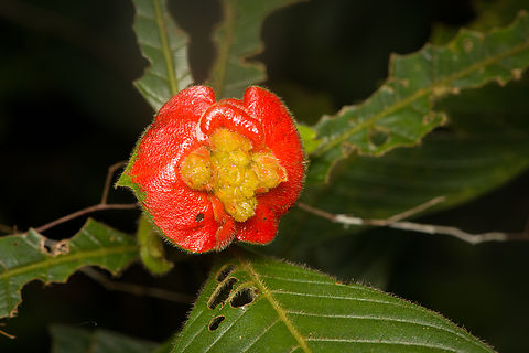 Palicourea tomentosa, La Isla Escondida, Colombia  Colombia,Colombia 2024,Fall,Geotagged,La Isla Escondida,Palicourea tomentosa,Sore-mouth Bush,South America,World