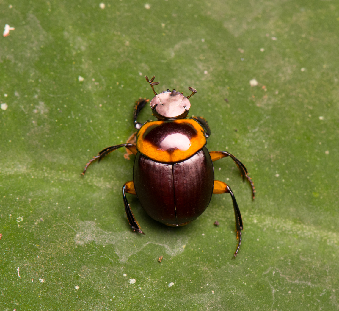 Canthon luteicollis, La Isla Escondida, Colombia  Canthon luteicollis,Colombia,Colombia 2024,Fall,Geotagged,La Isla Escondida,South America,World