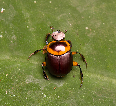 Canthon luteicollis, La Isla Escondida, Colombia  Canthon luteicollis,Colombia,Colombia 2024,Fall,Geotagged,La Isla Escondida,South America,World