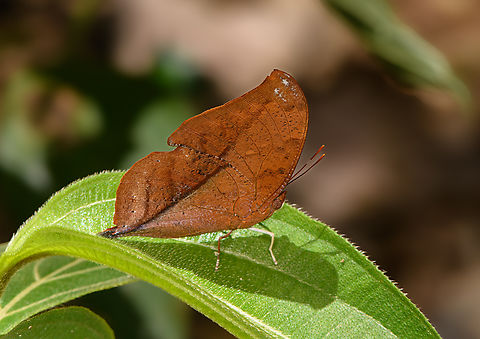 Zaretis isidora, La Isla Escondida, Colombia  Colombia,Colombia 2024,Fall,Geotagged,Isidora Leafwing,La Isla Escondida,South America,World,Zaretis isidora