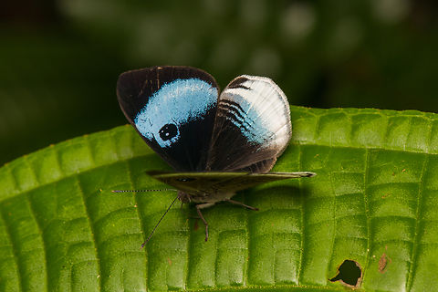 Mesosemia philocles, La Isla Escondida, Colombia  Colombia,Colombia 2024,Fall,Geotagged,La Isla Escondida,Mesosemia philocles,South America,World