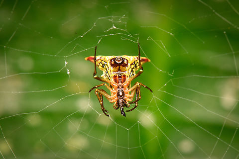 Micrathena, La Isla Escondida, Colombia  Colombia,Colombia 2024,Fall,Geotagged,La Isla Escondida,South America,World