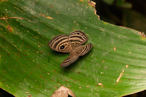 Mesosemia cippus, La Isla Escondida, Colombia Tentative ID. Colombia,Colombia 2024,Fall,Geotagged,La Isla Escondida,Mesosemia cippus,South America,World