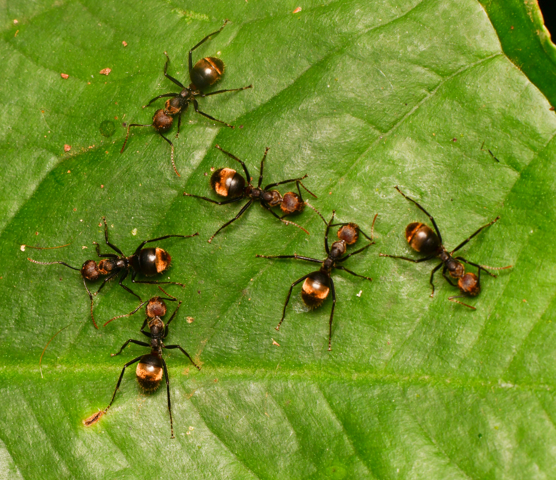 Dolichoderus quadridenticulatus, La Isla Escondida, Colombia  Colombia,Colombia 2024,Dolichoderus quadridenticulatus,Fall,Geotagged,La Isla Escondida,South America,World